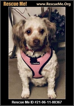 - Washington Poodle Rescue - ADOPTIONS - Rescue Me!