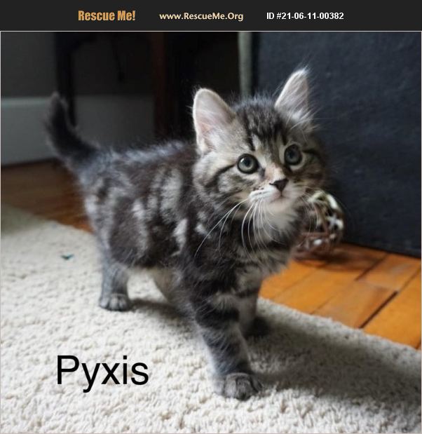 ADOPT 21061100382 American Shorthair Rescue Bethel, CT