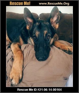 Nebraska German Shepherd Rescue Adoptions Rescue Me