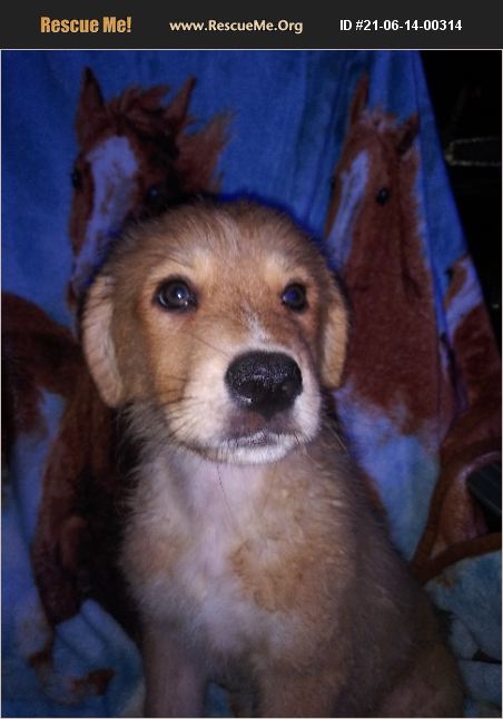 ADOPT 21061400314 ~ Bernese Mountain Dog Rescue ~ Maysville, GA