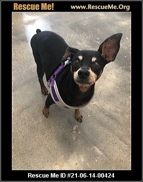 - Texas Miniature Pinscher Rescue - ADOPTIONS - Rescue Me!