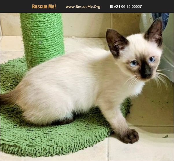 ADOPT 21061900037 Siamese Rescue TX