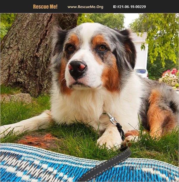 ADOPT 21061900229 Australian Shepherd Rescue Milford, CT