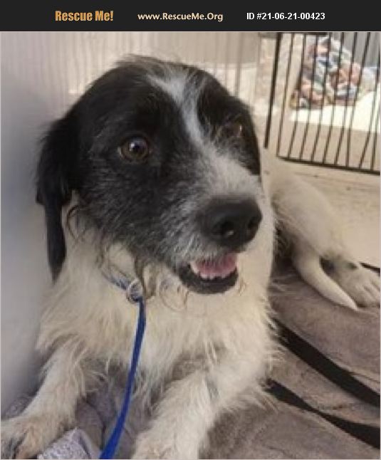 ADOPT 21062100423 Cairn Rescue Casa Grande, AZ