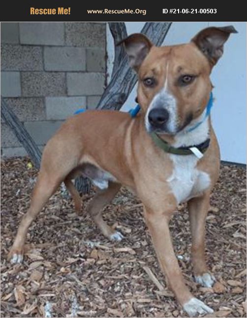 ADOPT 21062100503 Lab Rescue Van Nuys, CA