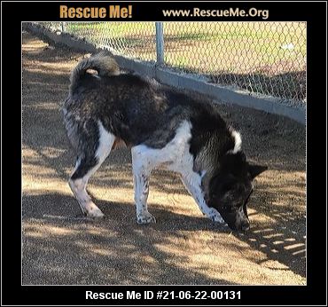 - California Akita Rescue - ADOPTIONS - Rescue Me!