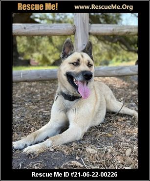 - California Akita Rescue - ADOPTIONS - Rescue Me!