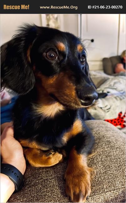 ADOPT 21062300270 ~ Dachshund Rescue ~ Pell City, AL