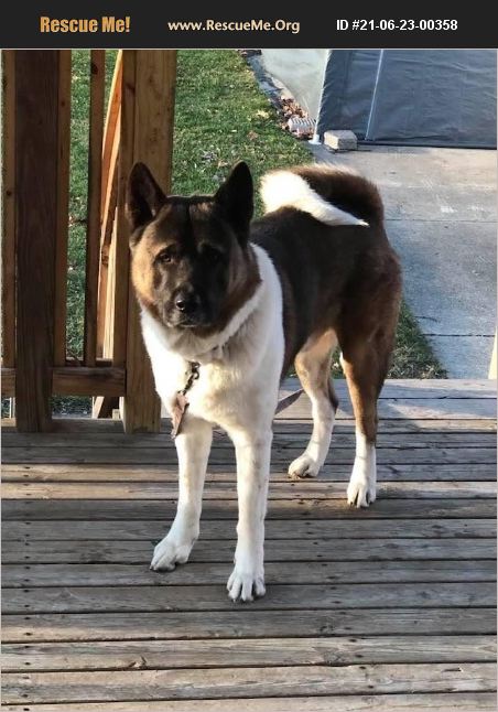 Purebred Akita Rescue Michigan Scarlett Eagle Breeding Akitas, Akita Breeder In Detroit, Michigan