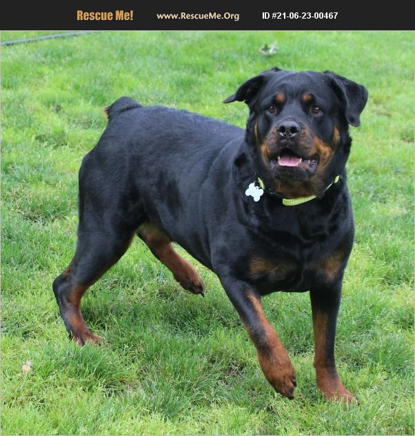 rescue tales rottweiler