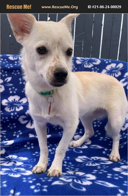 Adopt 21062400029 ~ Chihuahua Rescue ~ Phoenix Az