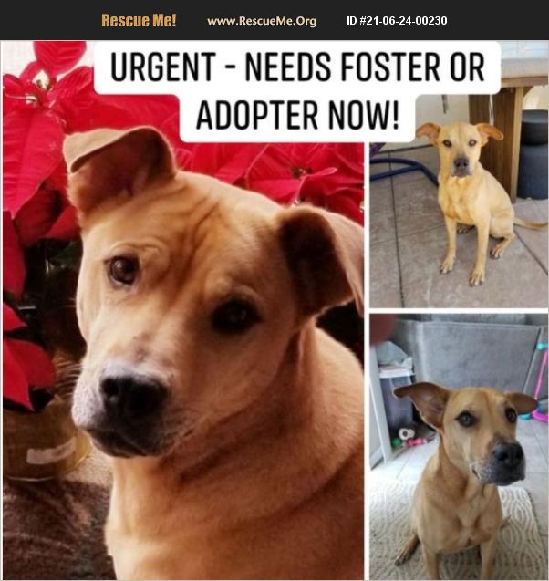 ADOPT 21062400230 Rhodesian Ridgeback Rescue Santa Clarita, CA