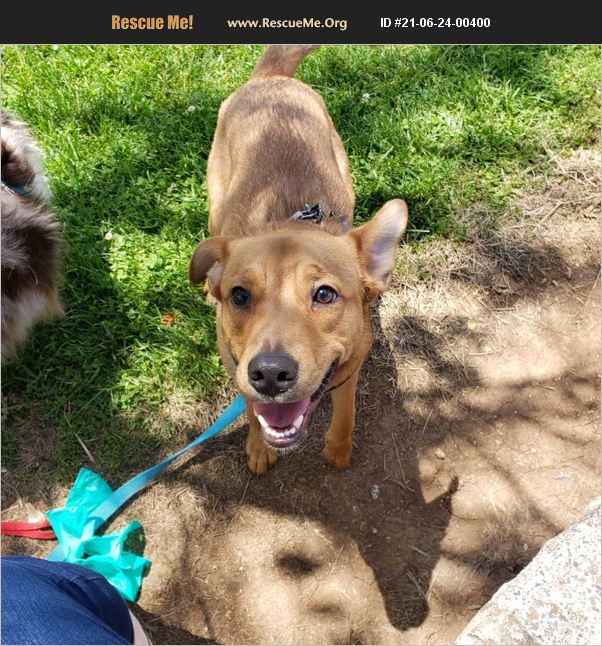 ADOPT 21062400400 Australian Kelpie Rescue Murfreesboro, TN