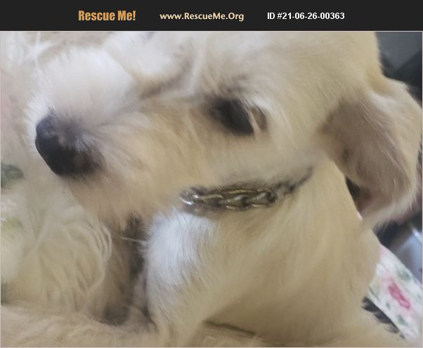 ADOPT 21062600363 ~ Chihuahua Rescue ~ EL PASO, TX