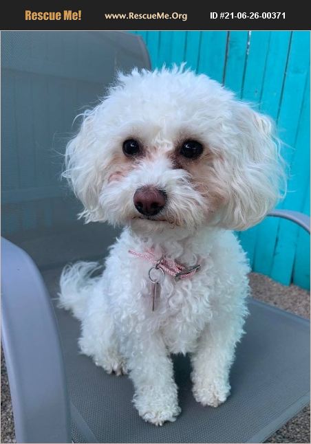 ADOPT 21062600371 ~ Poodle Rescue ~ Phoenix, AZ