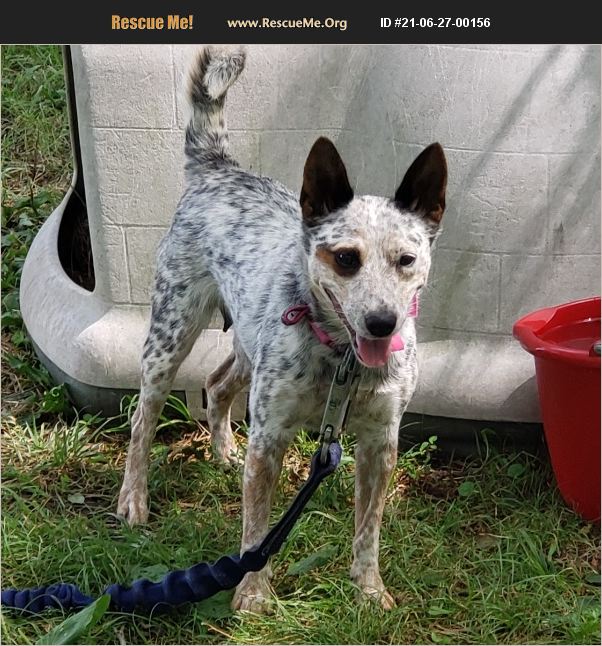 ADOPT 21062700156 ~ Australian Cattle Dog Rescue ~ St peters, MO