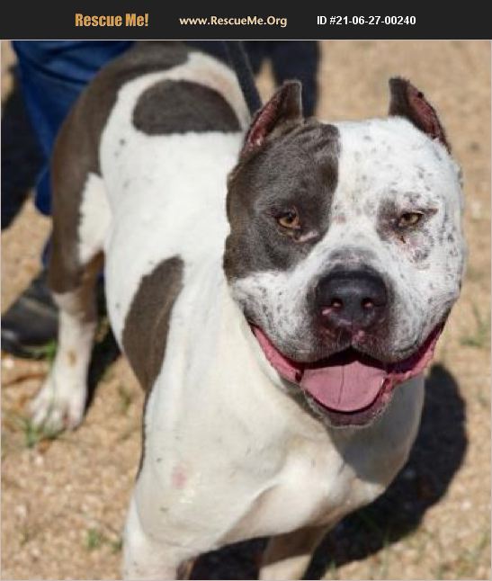 ADOPT 21062700240 Pit Bull Rescue Seattle, WA