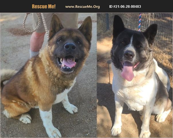 ADOPT 21062800483 ~ Akita Rescue ~ Romoland, CA