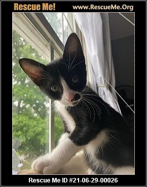 - Virginia Cat Rescue - ADOPTIONS - Rescue Me!