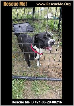 - North Carolina American Bulldog Rescue - ADOPTIONS - Rescue Me!