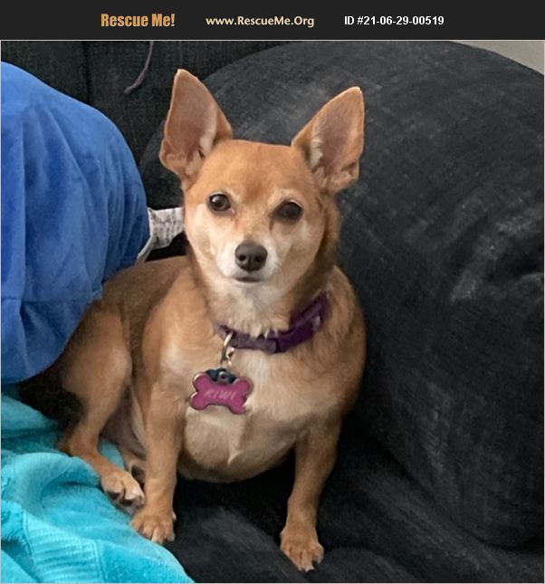 ADOPT 21062900519 Chihuahua Rescue Herculaneum, MO