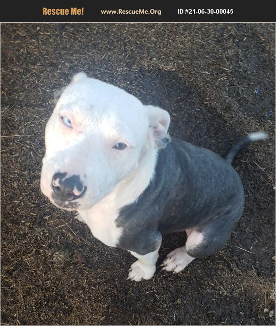 ADOPT 21063000045 Pit Bull Rescue WA