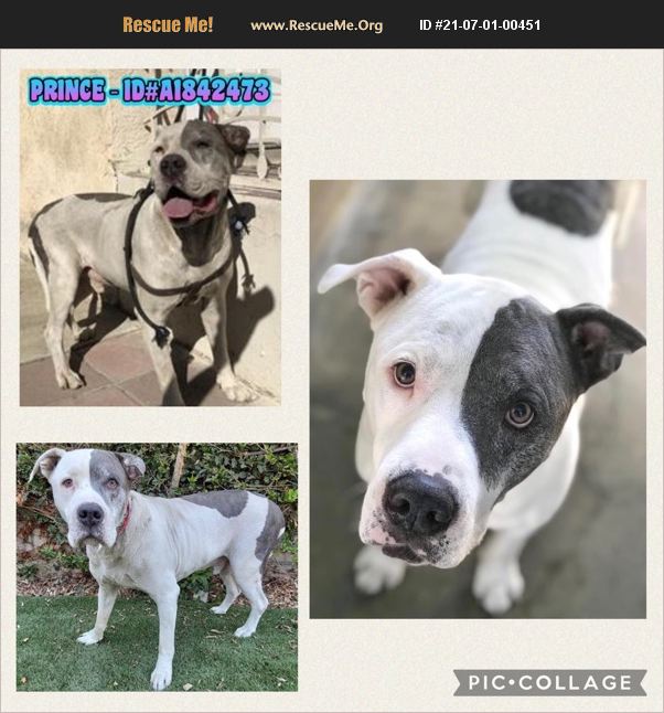 ADOPT 21070100451 American Bulldog Rescue Van Nuys, CA