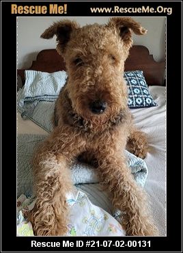 airedale-terrier-alabama
