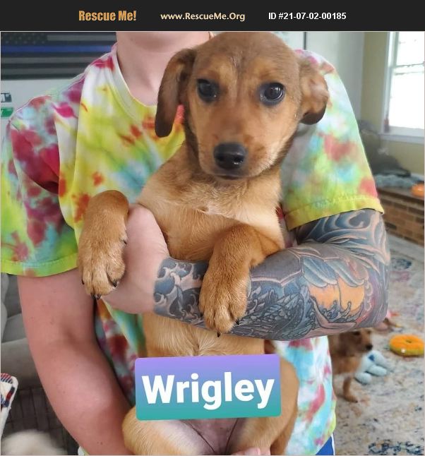 ADOPT 21070200185 Beagle Rescue Virginia Beach, VA