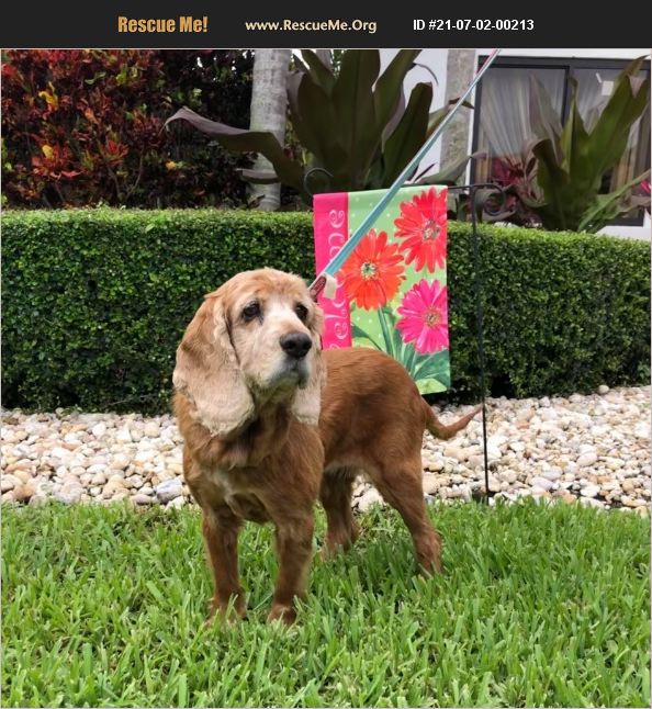 ADOPT 21070200213 Cocker Spaniel Rescue Cape Coral, FL