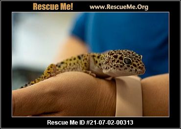 - Oregon Reptile/Amphibian Rescue - ADOPTIONS - Rescue Me!