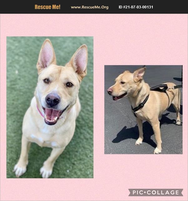 ADOPT 21070300131 German Shepherd Rescue Van Nuys, CA
