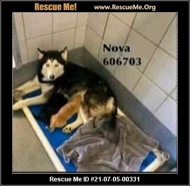 pups overcrowded