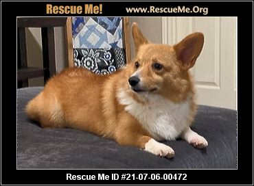 corgi corgis theodore loafs loaf describes referred