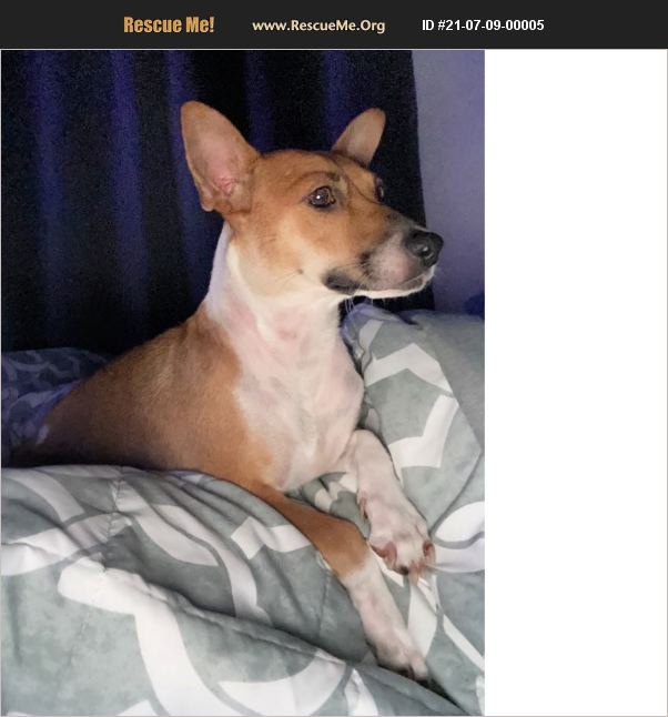 ADOPT 21070900005 Jack Russell Rescue San Juan Capistrano, CA