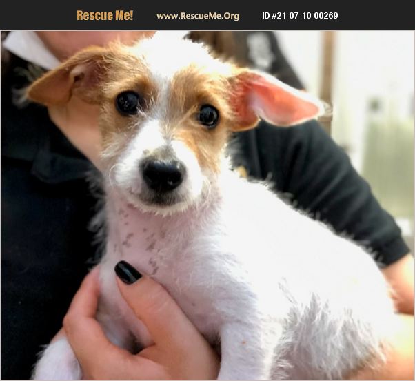 ADOPT 21071000269 Jack Russell Rescue Tucson, AZ