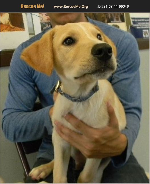 ADOPT 21071100346 Lab Rescue Denver County, CO