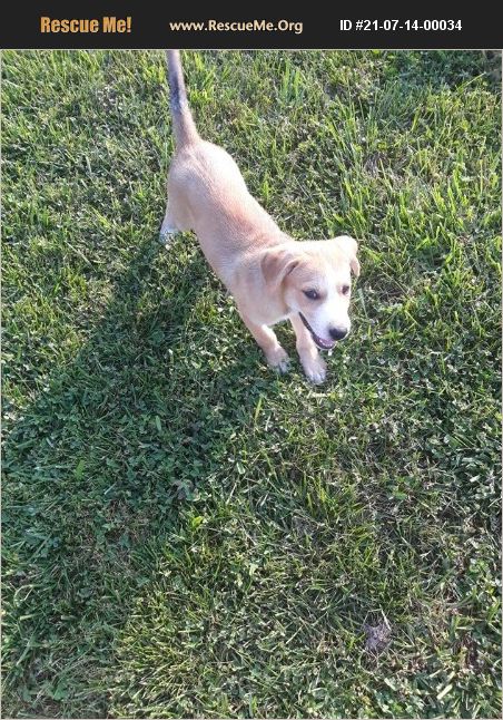 ADOPT 21071400034 ~ Golden Retriever Rescue ~ Rochester, NH