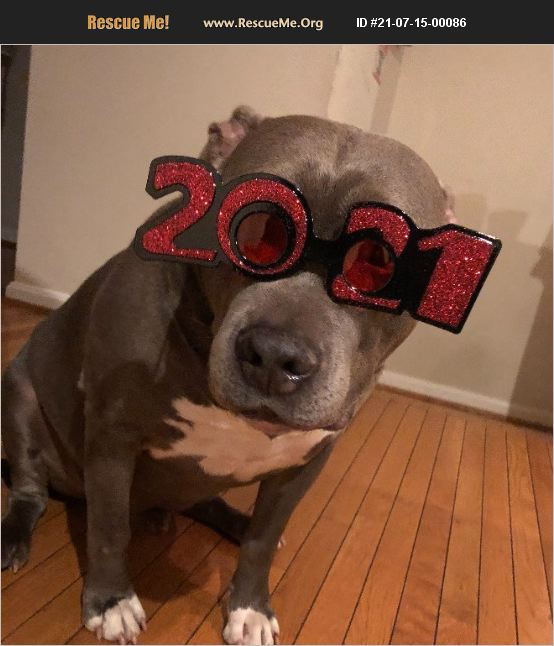 ADOPT 21071500086 Pit Bull Rescue Washington, DC
