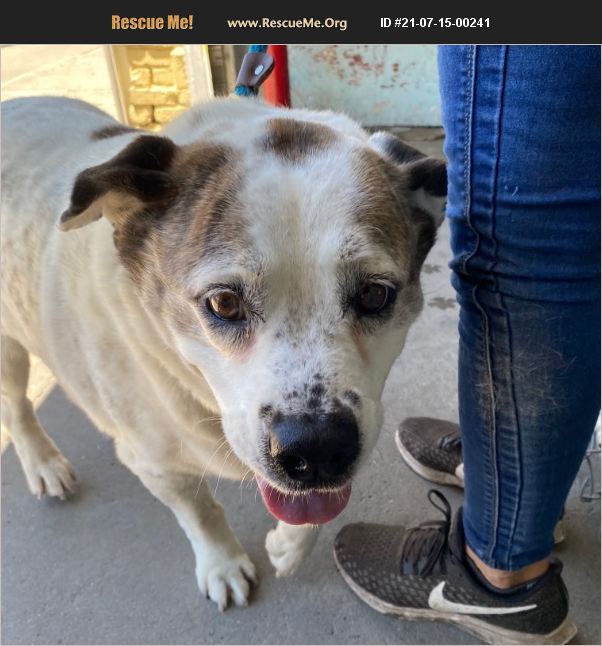 ADOPT 21071500241 Australian Cattle Dog Rescue Washington Crossing, PA