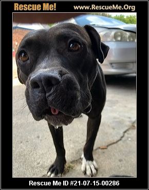 - Mississippi Pit Bull Rescue - ADOPTIONS - Rescue Me!