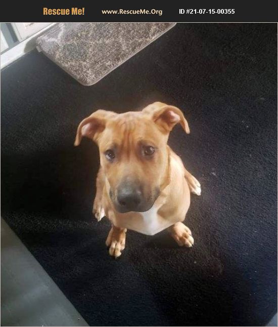 ADOPT 21071500355 Mastiff Rescue Benton, PA