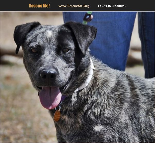 ADOPT 21071600050 ~ Australian Cattle Dog Rescue ~ Prescott, AZ