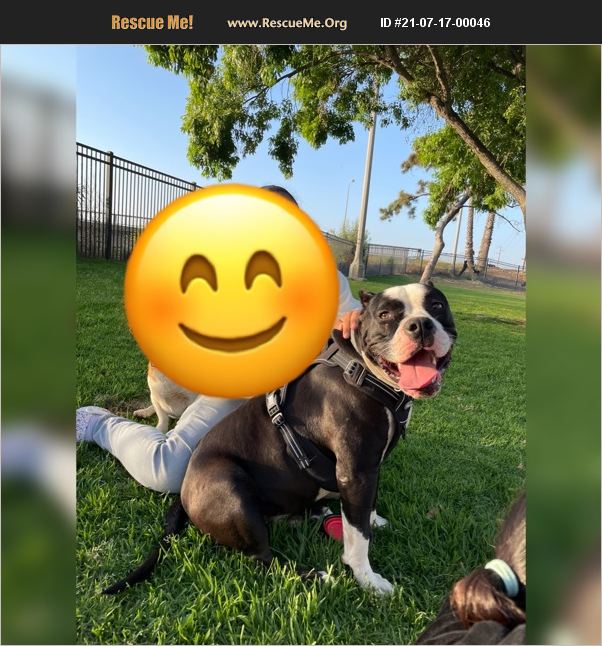 ADOPT 21071700046 Pit Bull Rescue Fontana, CA