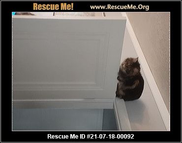 MAINE COON CAT ADOPTION INDIANA visual data 4