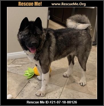 - Nevada Akita Rescue - ADOPTIONS - Rescue Me!