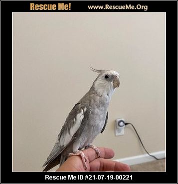 - North Carolina Pet Bird Rescue - ADOPTIONS - Rescue Me!