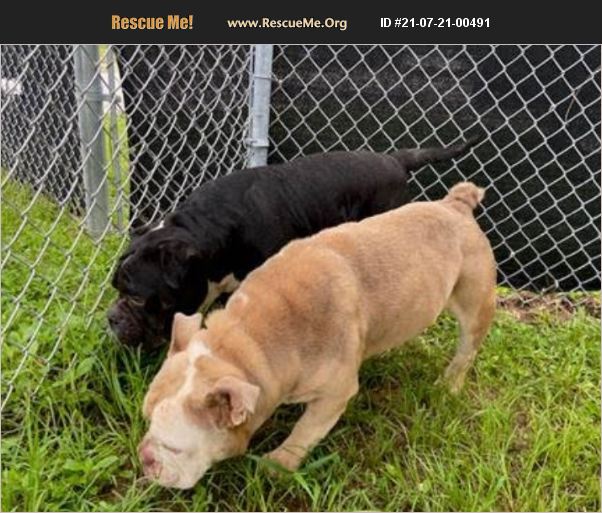 ADOPT 21072100491 Bulldog Rescue Virginia