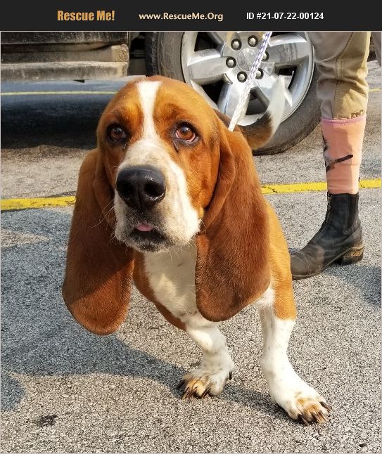 ADOPT 21072200124 Basset Hound Rescue Liberty Center, OH
