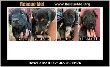 - Maine German Shepherd Rescue - ADOPTIONS - Rescue Me!